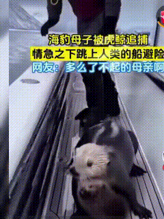 母爱真的是最伟大的力量。它能产生超能力超智慧。一个海豹妈妈叼着自己的宝宝，紧