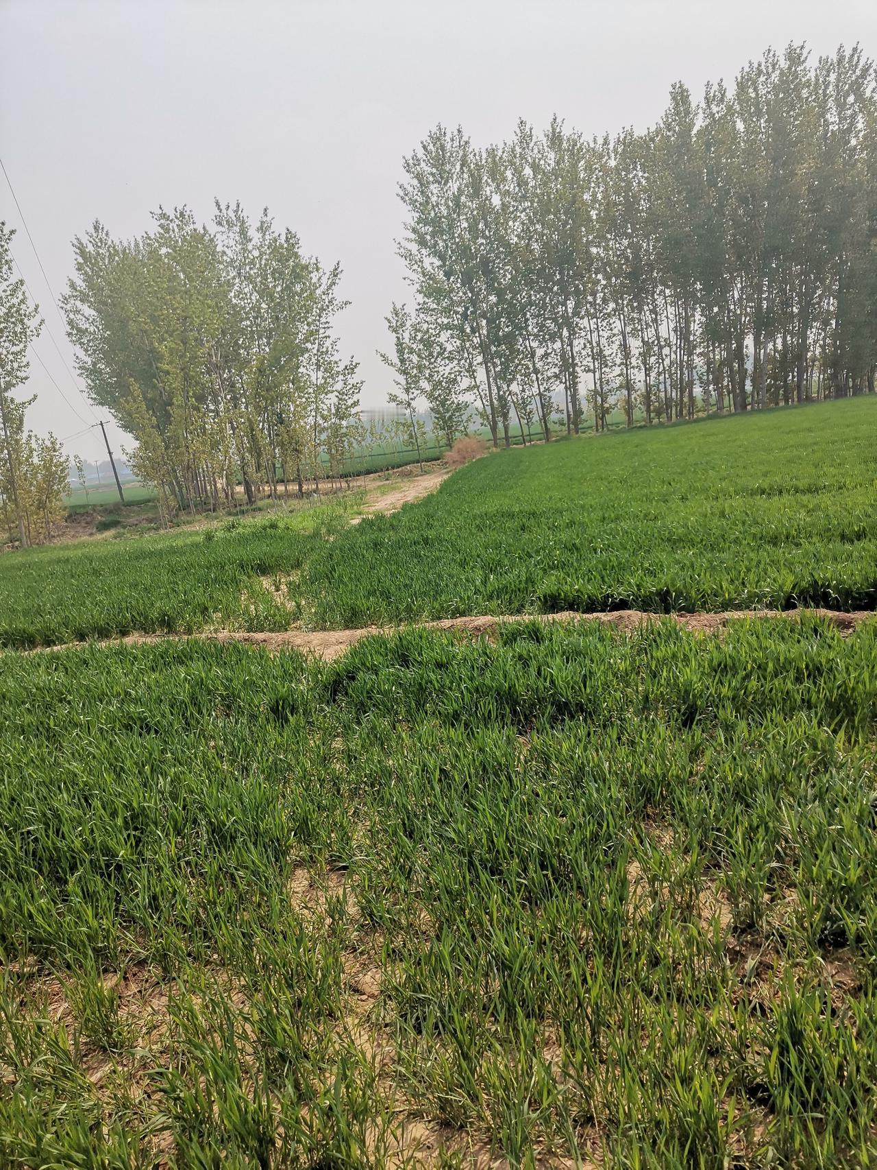 百年老路被腰斩，用心险恶遭天谴！德州市陵城区边临镇东、西张村村西北，有