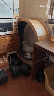 春节上门喂猫，遇见了两只胆小的猫！