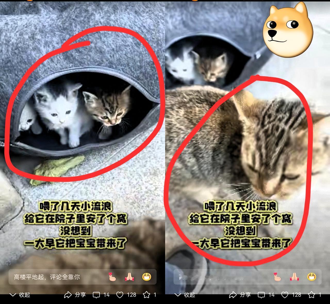 万物皆有灵！吉林一女子在车库中发现了一只流浪猫，因为天气很冷，女子就给流浪猫买了