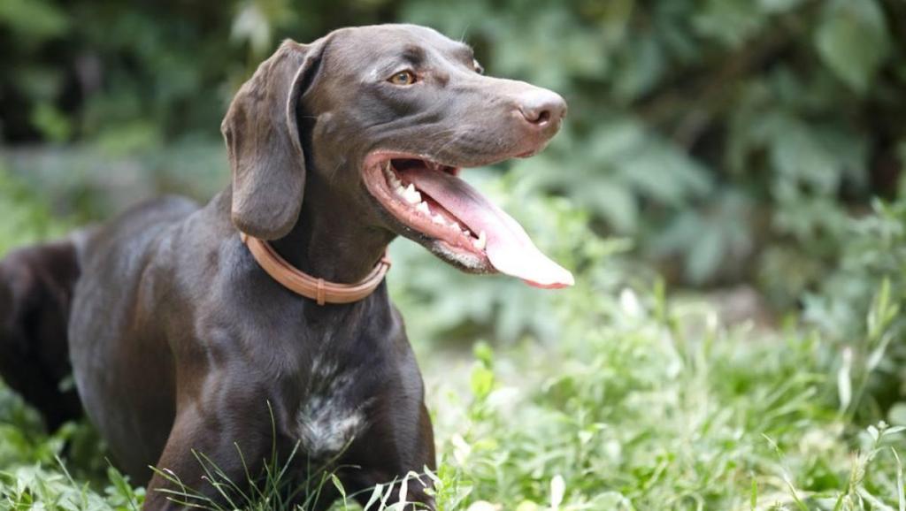 眼中的野兽[虫虫影视www.cczmz.net]_土豆视频