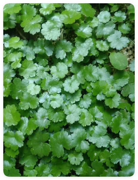 借鉴张锡纯思路的“脑鸣调养方”，两味药精妙配伍，益肾、通窍、安神，缓解脑鸣胜妙