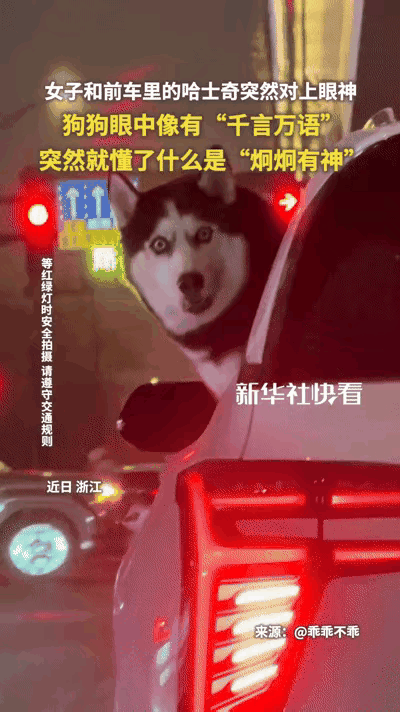 浙江一女子心情低落，在红绿灯路口遇到一只哈士奇。本来心情已经很郁闷了，这狗居然用