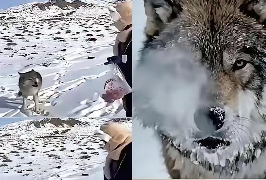 新疆这老牧民的故事真的看哭了，十年前救了只濒死的小狼崽养大，放生时随口说了句混不