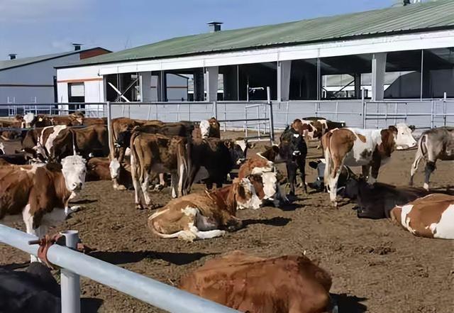 11月10日，吉林白城市司法拍卖市场上，汪清恒天然牧业科技有限公司名下2221头