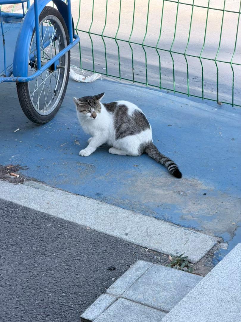 早八路上偶遇一只小猫咪🐰​​​