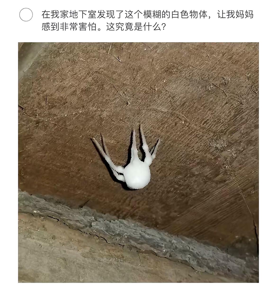 地下室惊现神秘白色生物，吓坏我了