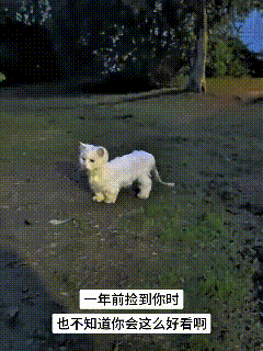 一年前主人在外面捡到这只小白猫，谁也想不到，当初捡回来的小家伙，养了整整一年，出