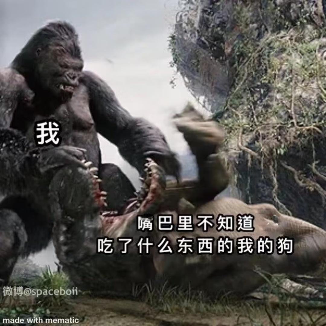 只是分享一点关于狗的meme