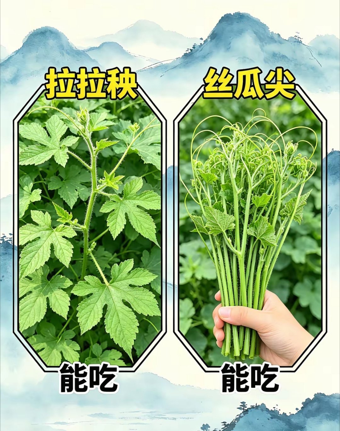 这些菜你们都见过吗？科普