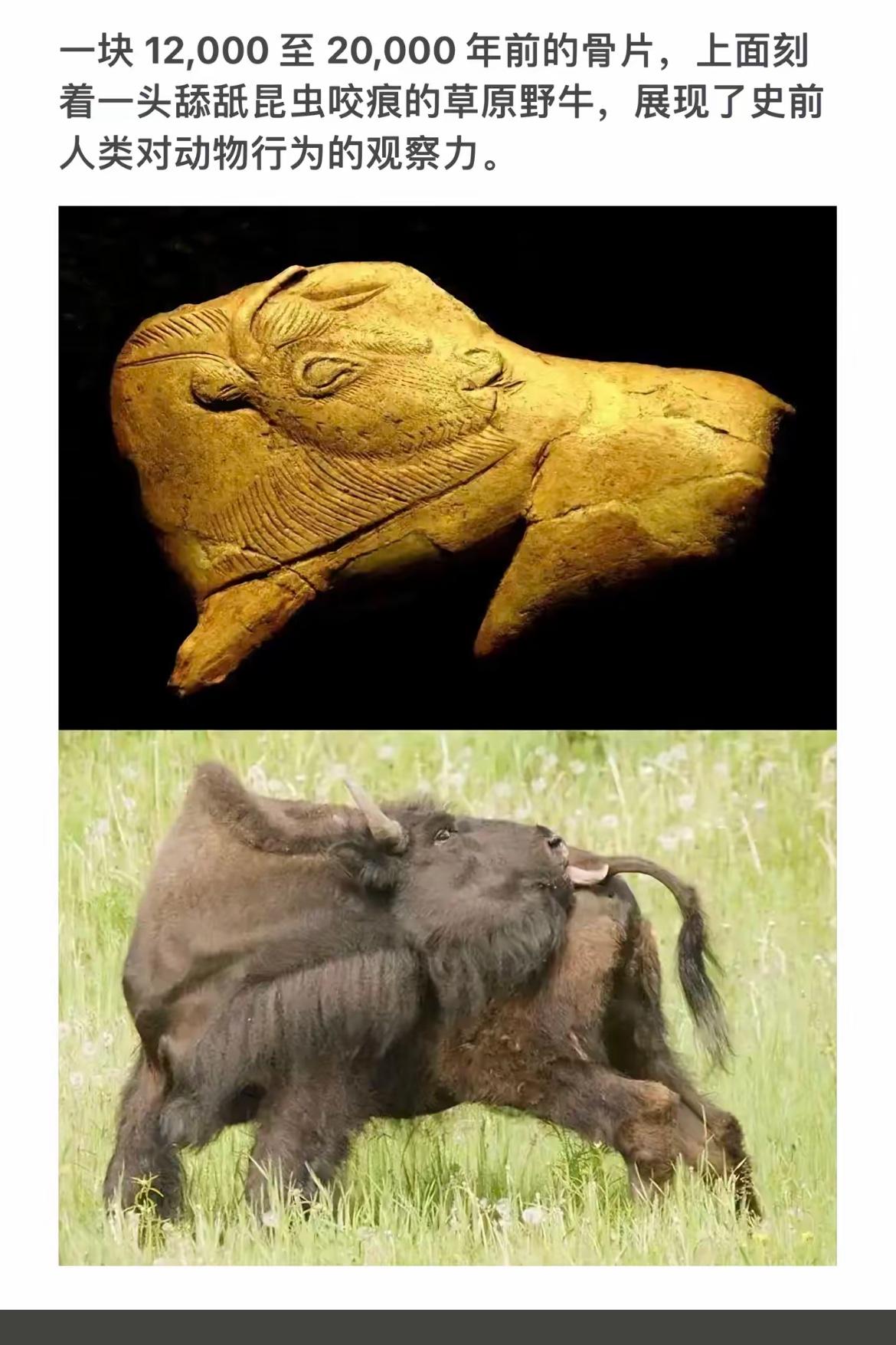 远古兽骨上的野牛印记，见证史前人类的观察力。