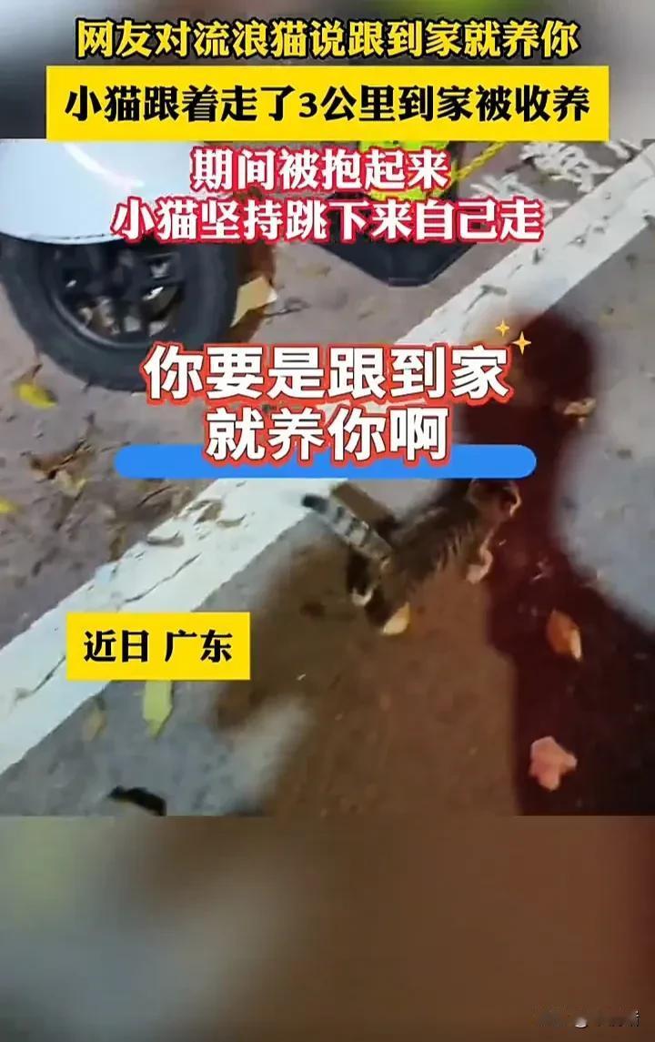 广东一名男子在路上偶遇一只流浪小猫，小猫似乎很喜欢男子，一直黏在他身边，于是男子