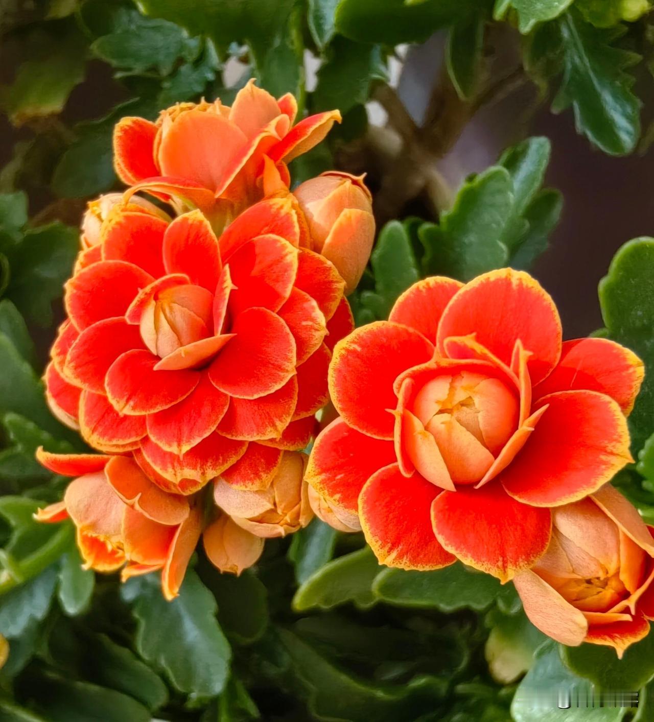 在平凡的生活中，养花拍花真是一种乐趣，寒冬里正是长寿花绽放的时节，花开美丽，缤纷