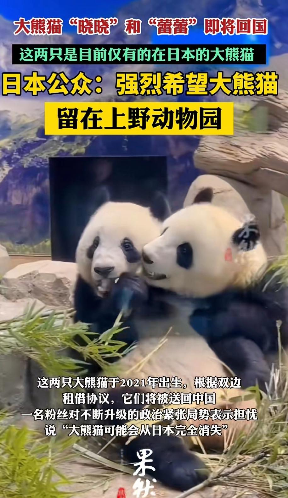 大熊猫“晓晓”和“蕾蕾”即将回国这两只是目前仅有的在日本的大熊猫。日本民众：强