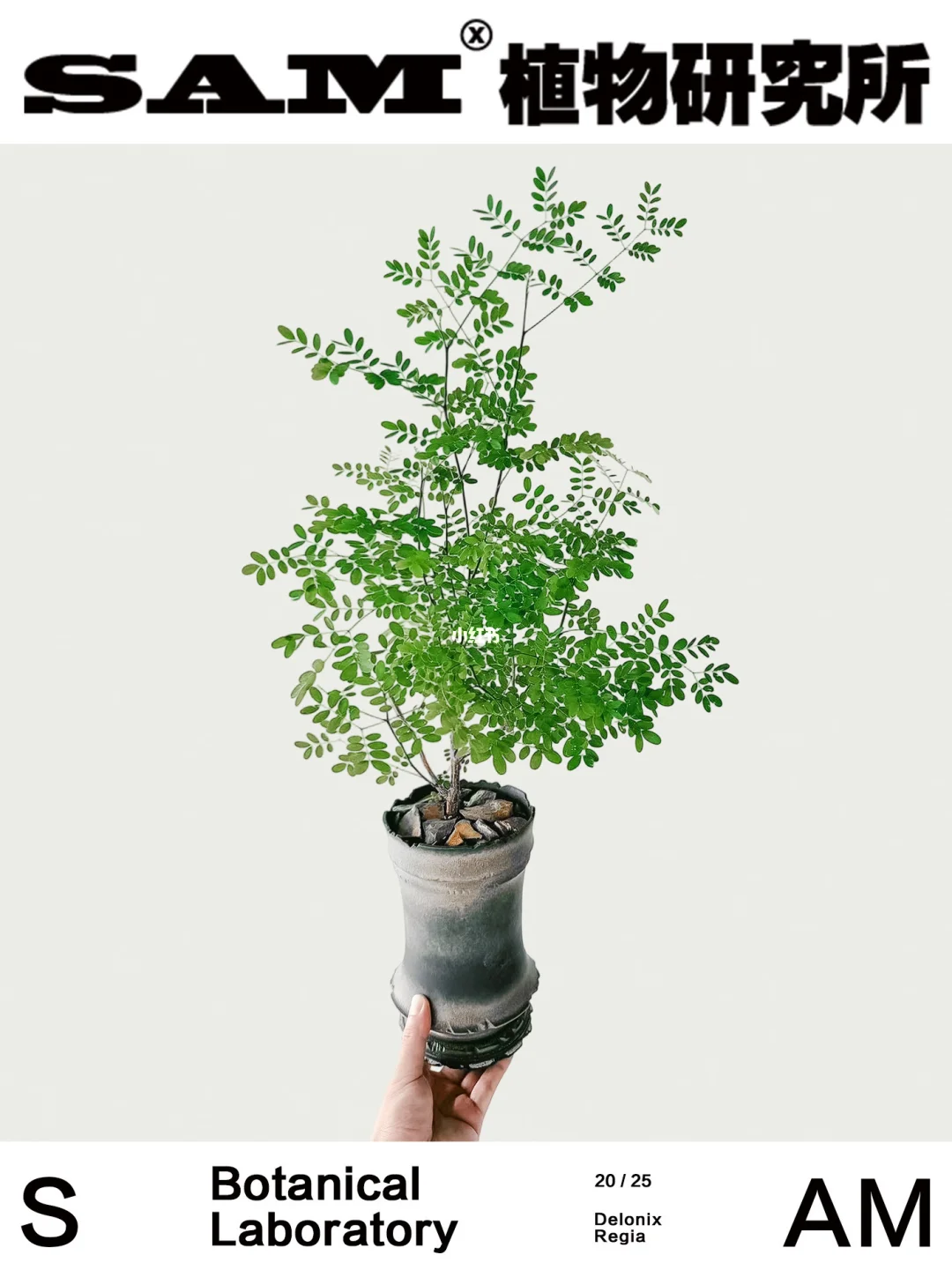 迪氏凤凰木｜Delonix Decaryi
