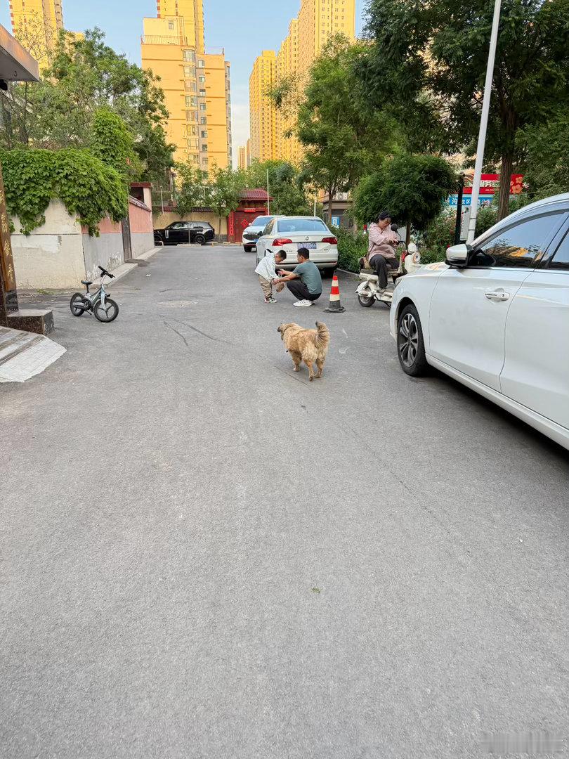 不听话的狗狗让它在外面反省
