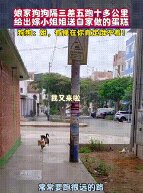 太幸福了！”女孩出嫁后，娘家狗狗隔三差五就来探望，嘴里叼着自家做的面包，风雨无阻