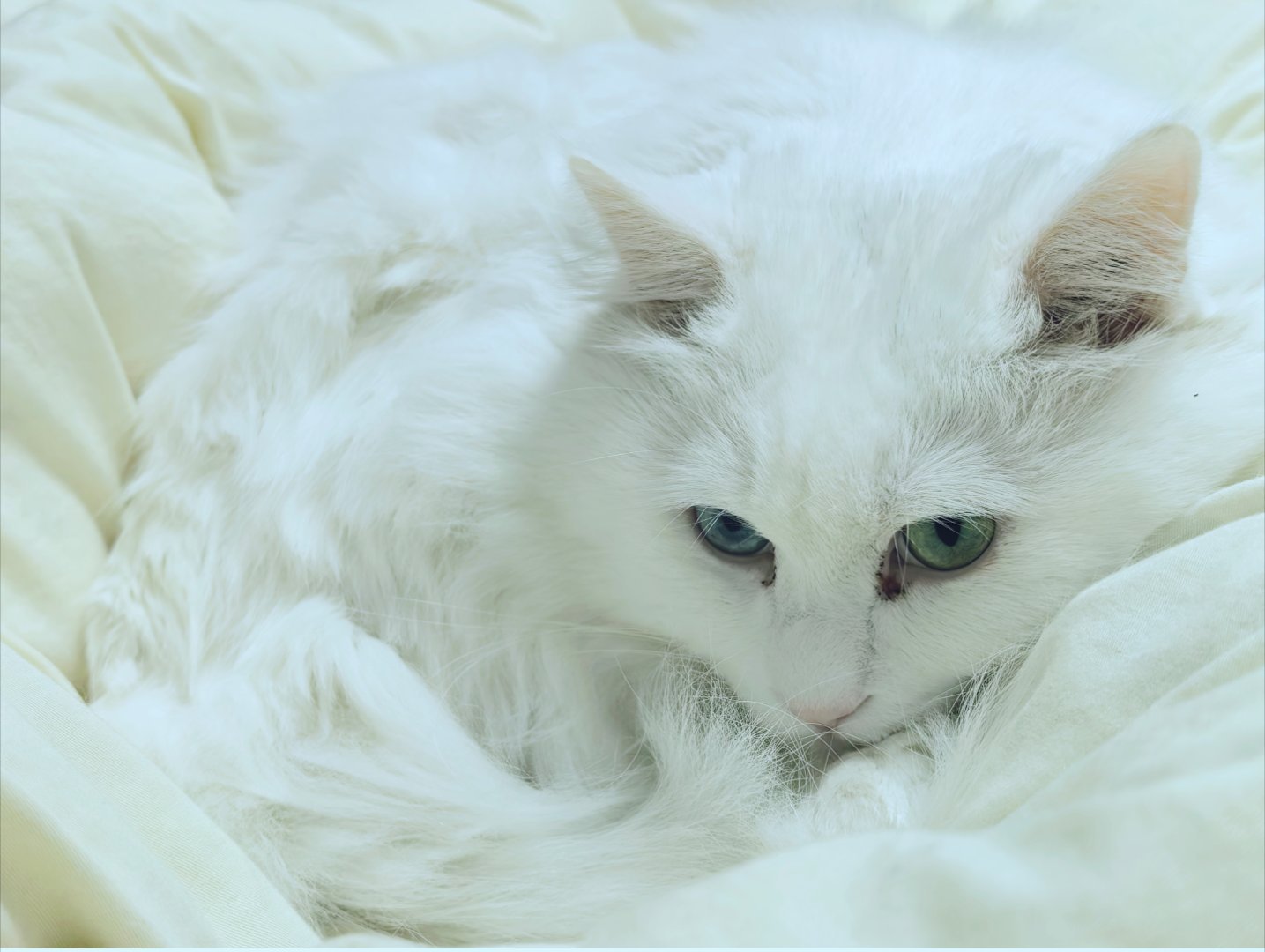 【猫咪半夜大闹】因消费降级，把猫咪的外国猫罐头换成国产猫罐头，牠宁死不降！就是不