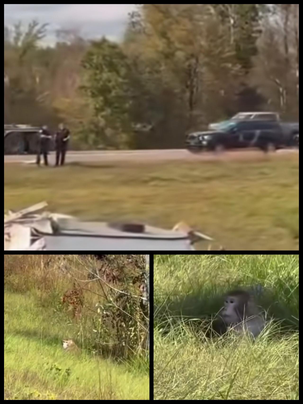 美国又放毒了，10月28日，隶属于美国杜兰大学一辆运猴车在高速上翻车，猴子纷纷跳