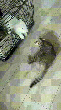 嘿，刚刷到一个超逗的视频！视频里那猫和兔子干起来啦，这“大战”场面可激烈了去了！