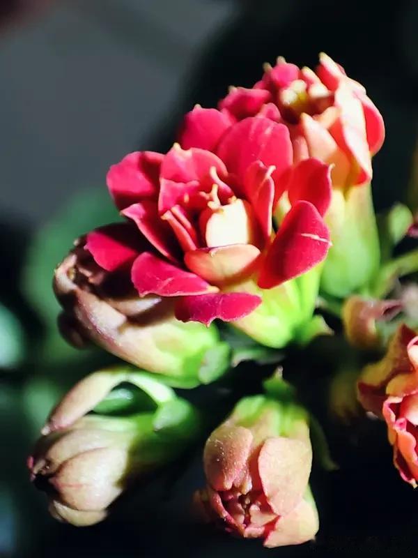 长寿花长寿花真是宝藏花卉！我家就养了好几盆，花色丰富，红的似火，粉的像霞，黄的