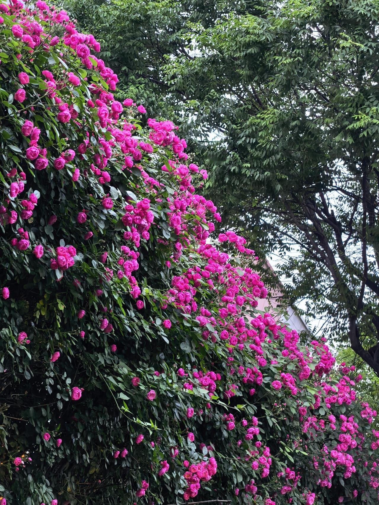 暮春世园看月季本是为着那几株有名的月季去的。暮春时节，长安城里的花事将尽，牡