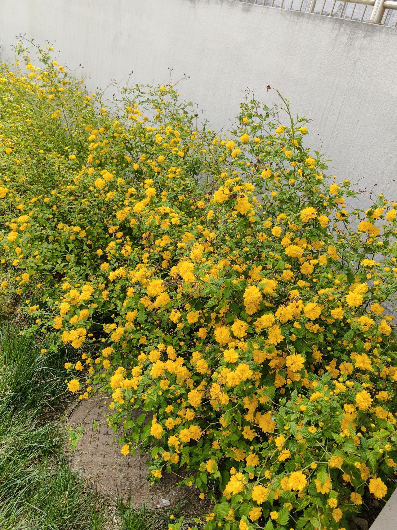 还在迷信"龙生龙，凤又凤，老鼠的儿子会打洞"的血统论？我看有的网友，满脑子