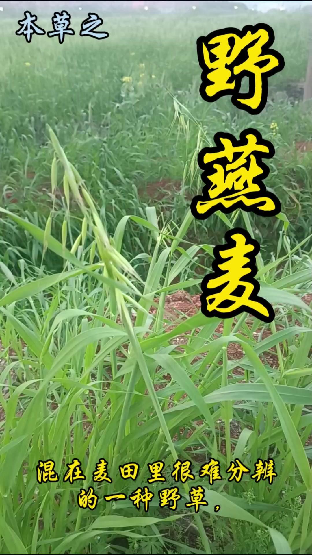 🎋麦田里的“铃铛麦”藏着什么秘密？🍂混在麦田里的野草，一抽穗就显露出它的特别