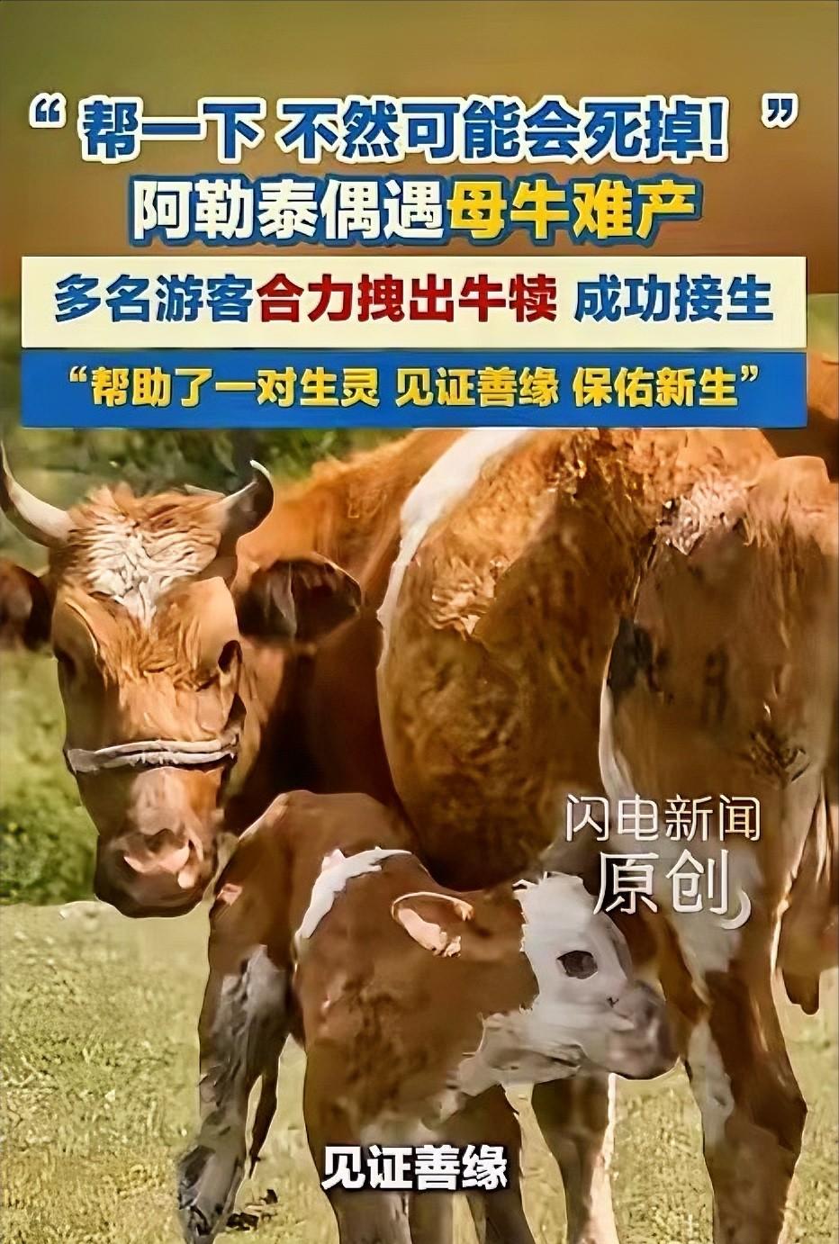 破防了！5月25日，新疆阿勒泰，几名游客在游玩时，偶遇了一头母牛产子，他们在一旁