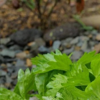 ‎种植免费午餐芹菜的种植方法；1、种植时间芹菜对环境的适应性较强，可以一年四季