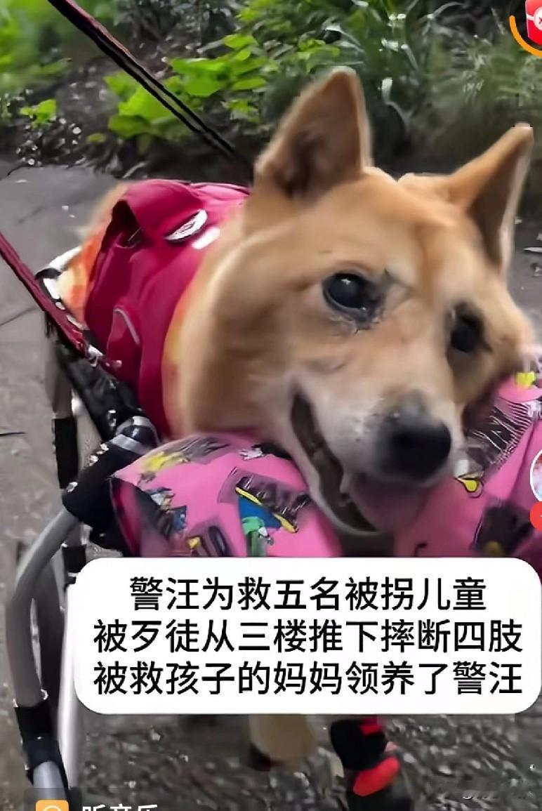 网上一段视频让人湿了双眼。它不是一只普通的狗，它曾经是一只警犬，在一次协助警