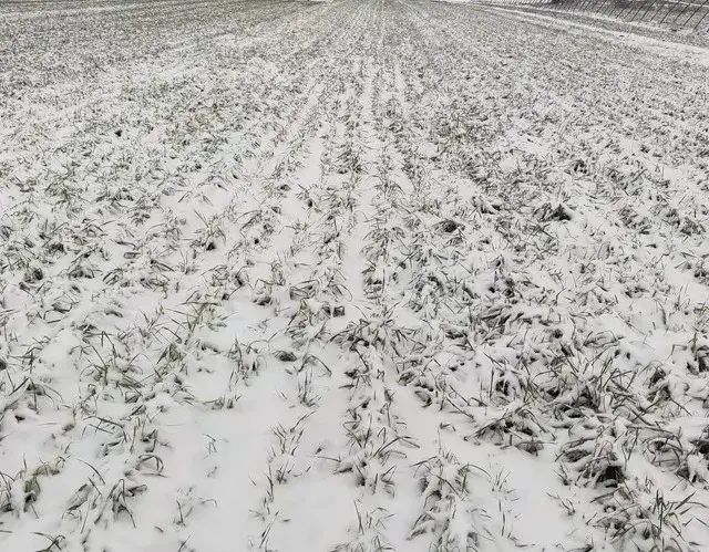 雨雪过后, 小麦需要这样抢救, 这四招能增产20%!