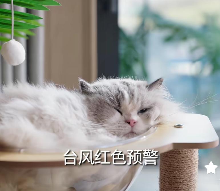 小猫演得好
