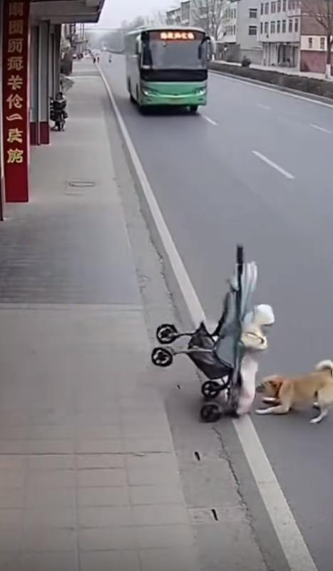 宝妈刚把婴儿车停路边，大黄狗突然冲过来，直接把车往马路中间拱，迎面大巴车都快开过
