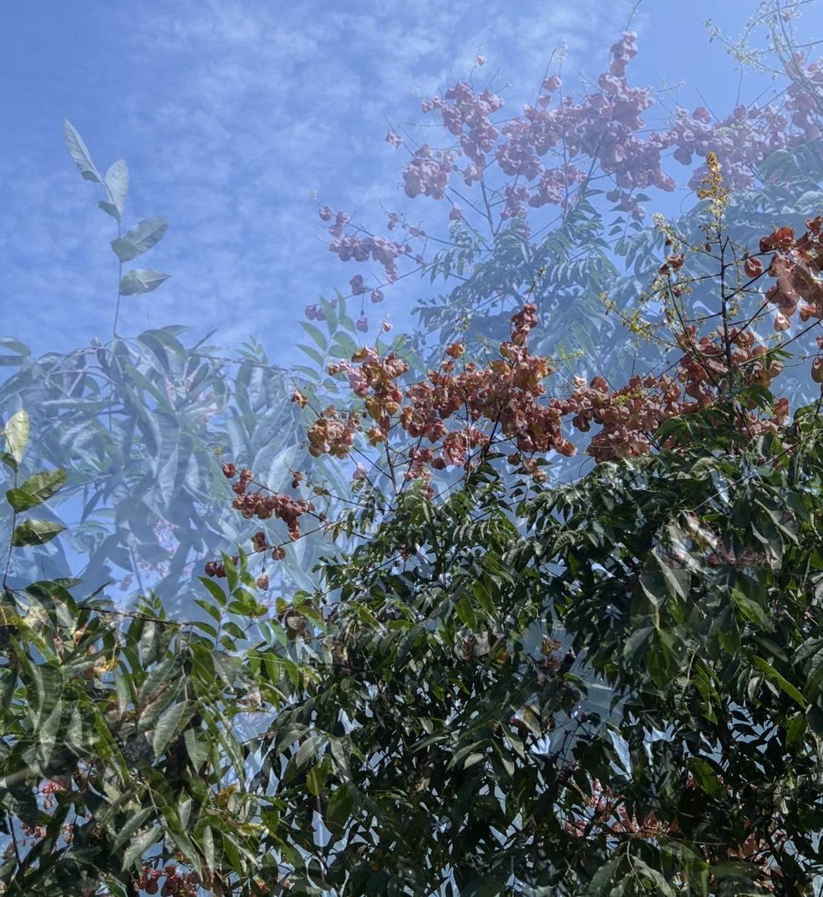 头条还是需要坚持写！这不，我近期创作的内容被官方加热啦！👍要坚持分享，你也快来