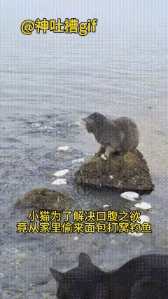 真是“舍不得面包套不着鱼”一只家猫想吃鱼竟偷来面包蹲湖边打窝没人想