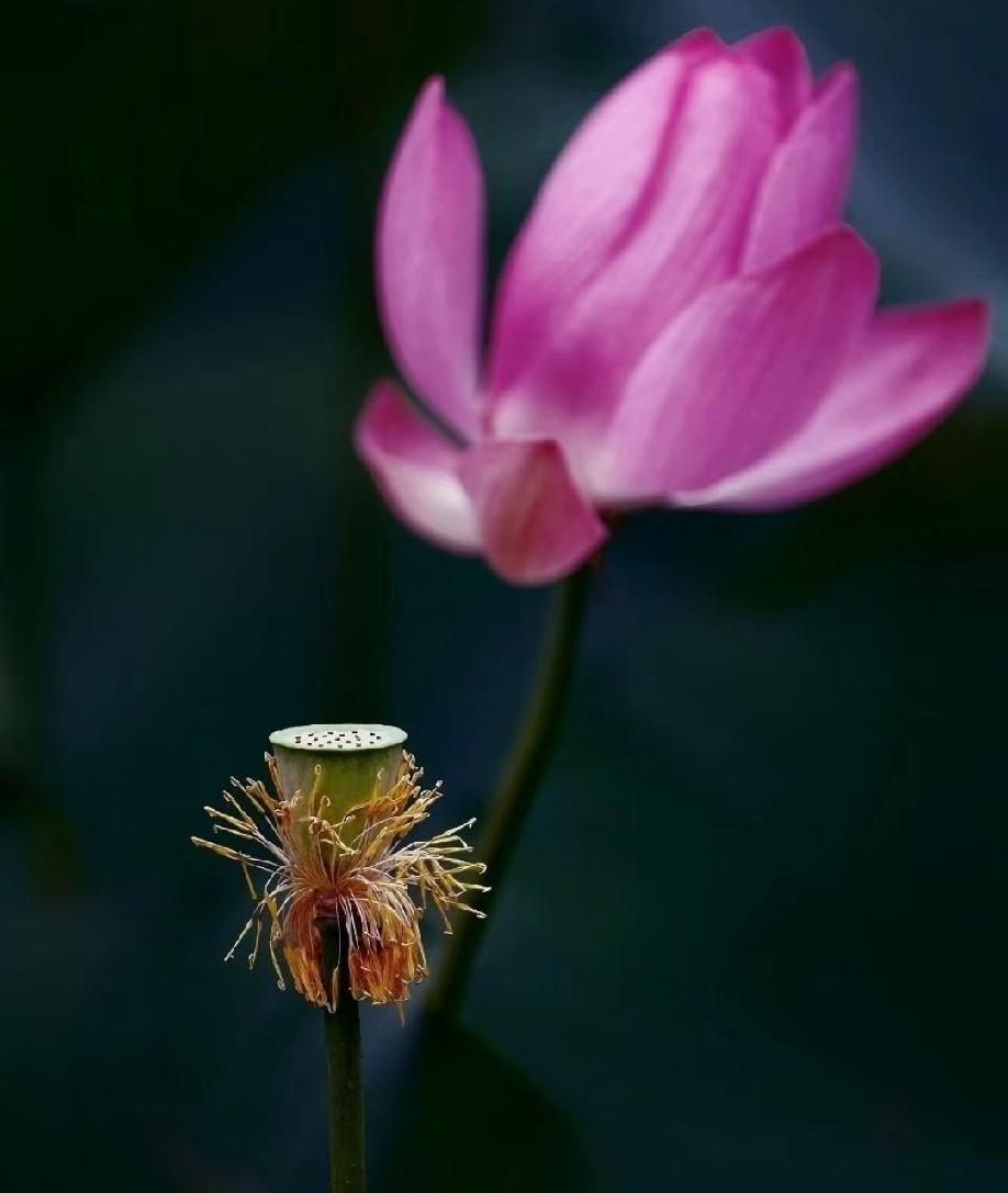 弘一法师说：“有人不相信轮回，一年四季就是轮回；有人不相信因果，贫富美丑就是