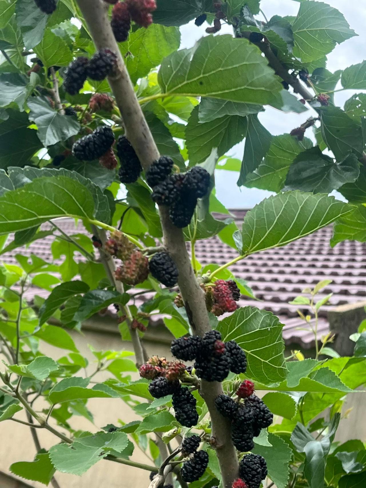 摘桑葚阳光正好，看朋友圈里人家在摘桑葚，带上两个小朋友也去湖边一游。起早的