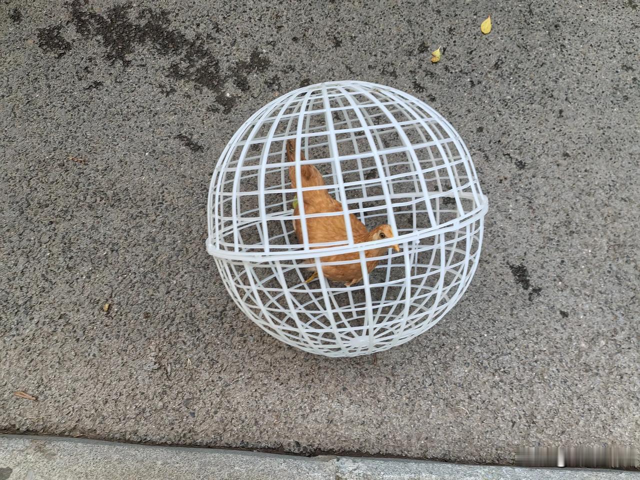发宠物实拍，我猜啥品种