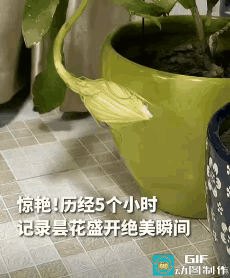 江苏南京，女子结束了一天的忙碌，正准备关灯睡觉，突然发现阳台的昙花有动静，她走近