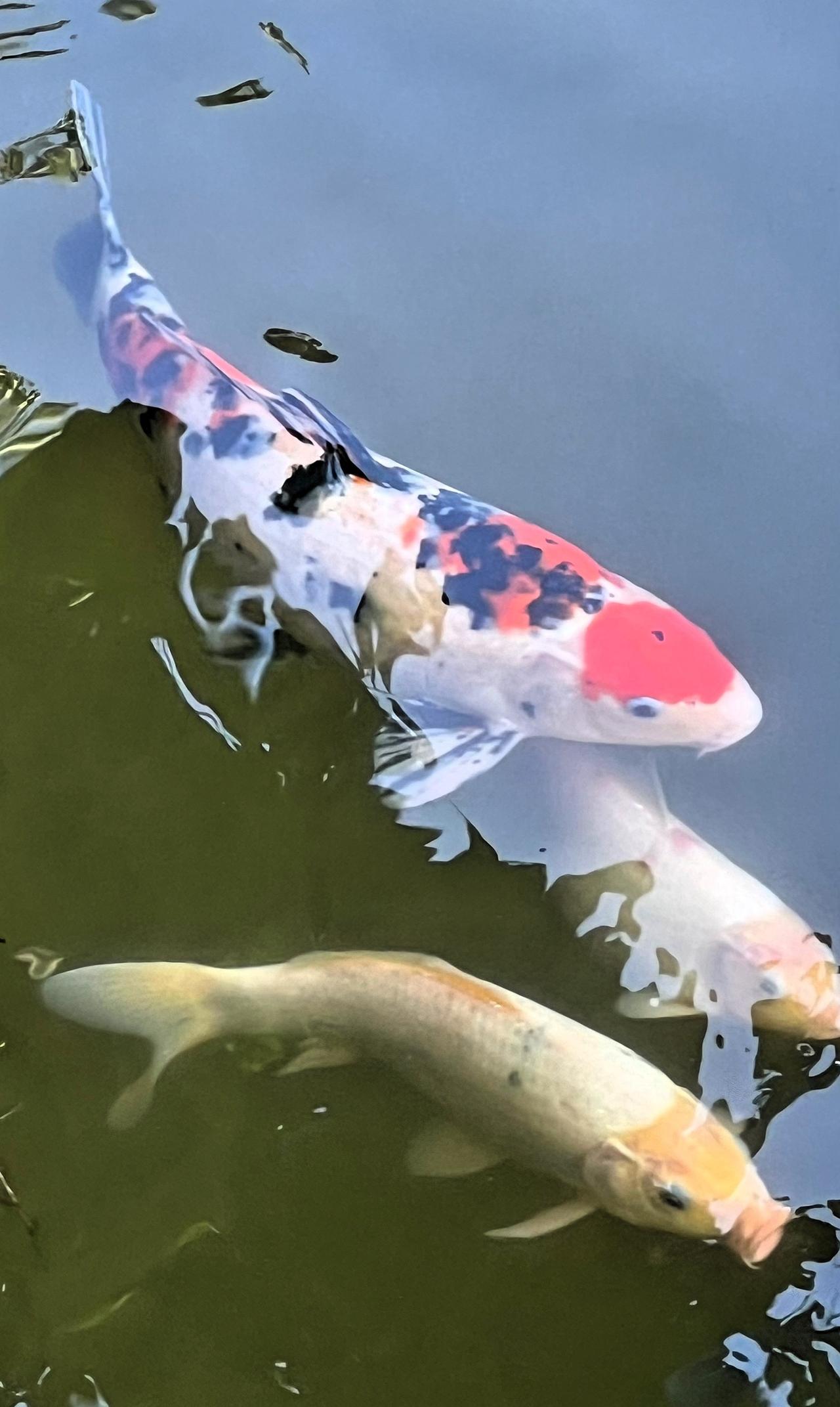 【原创】锦鲤游来，好运自来，色彩斑斓，前程似锦！