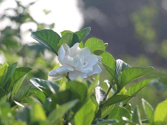 3月剪错这5种花, 一年没花看, 手痒也要忍住!