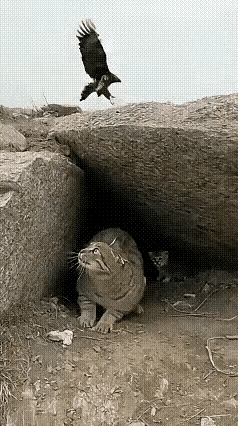 老鹰从天上瞄住豹猫那刻，我就知道它想开饭。豹猫缩进石头缝，只剩尾巴...
