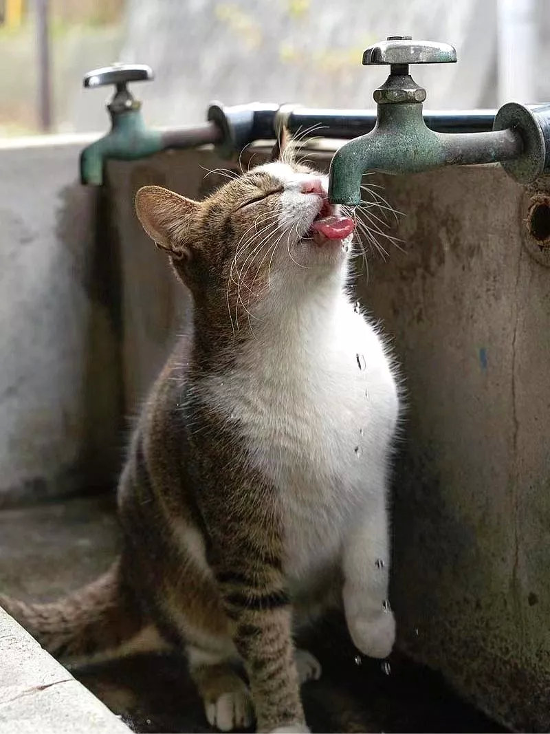 好懂事好让人怜惜的流浪猫啊可能是太渴了，这只流浪猫很聪明，竟然能模仿人将水龙头用