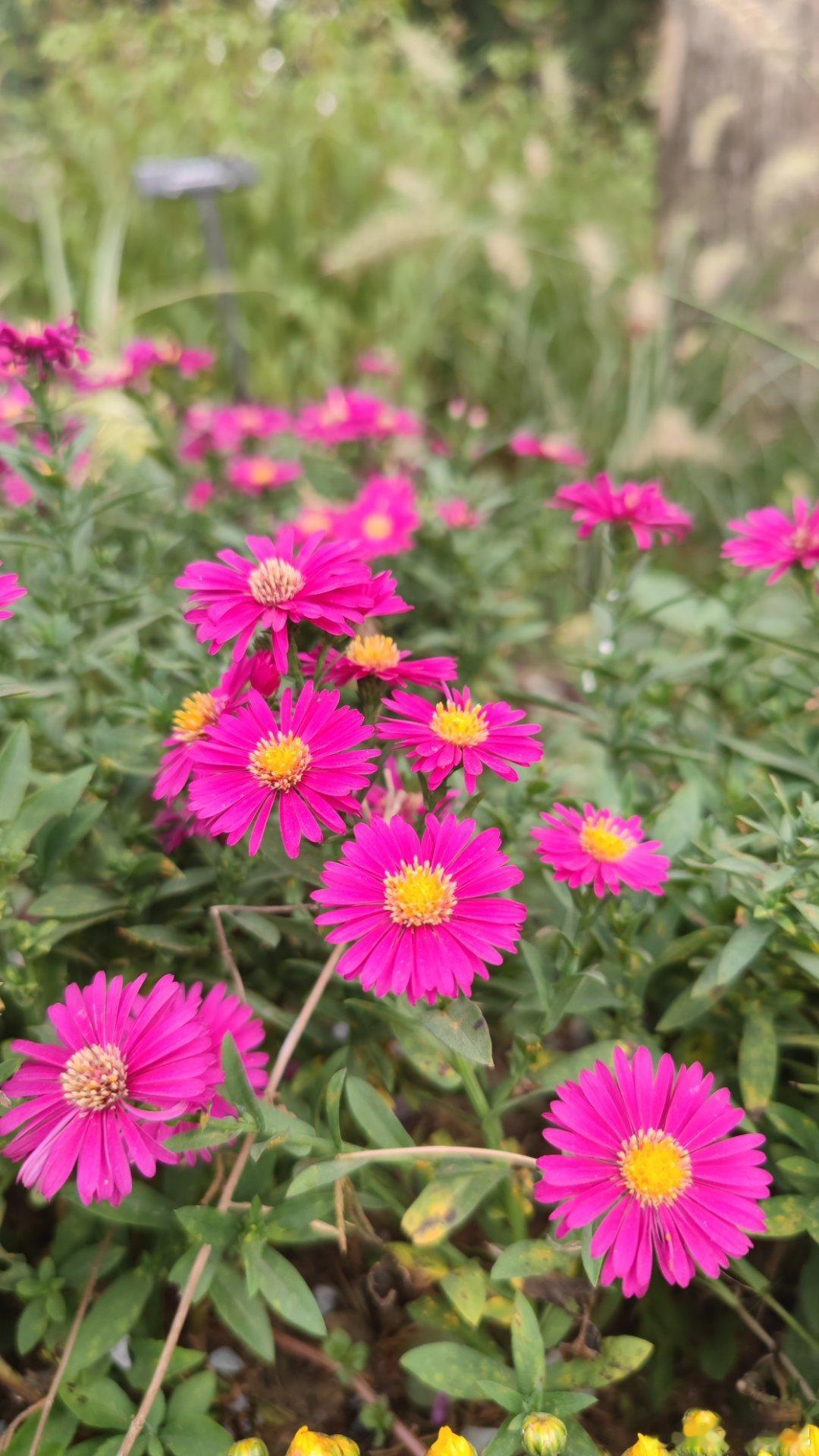 中山公园秋色随手拍摄影北京秋景如画​​​