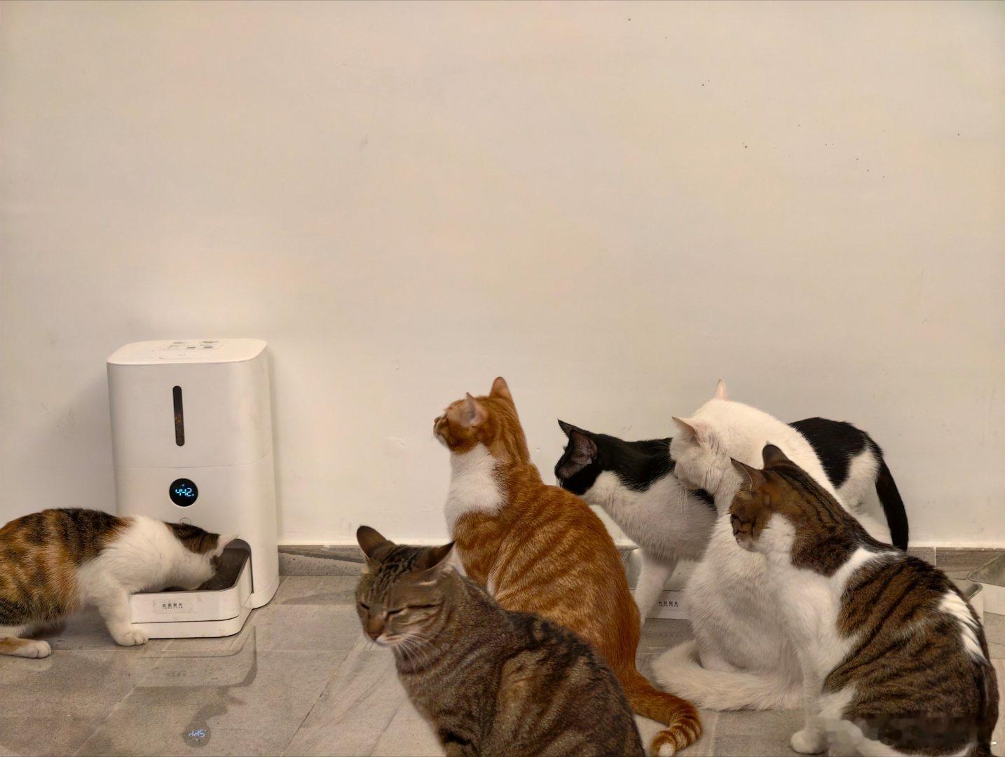 唉,每天早八猫主子们准时催命。想睡懒觉在家都没戏!铲屎官也太惨了吧…养它们有什么