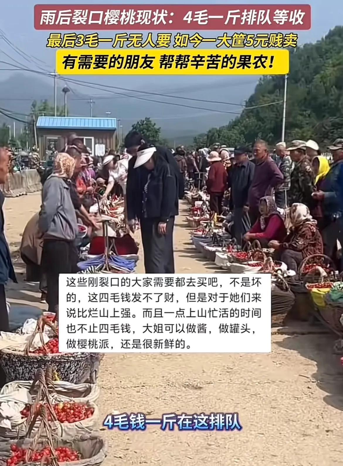 太可怜了！烟台福山，雨后的张格庄大樱桃市场，果农在排着长队等待收果，裂了口子的樱