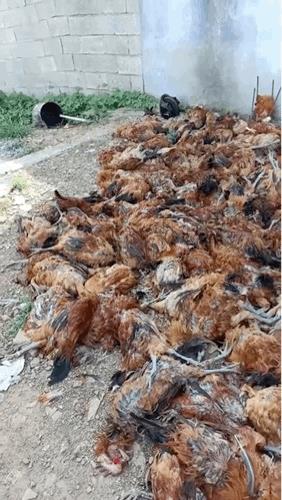养殖场突发停电致鸡群热应激死亡，这类禽肉存在严重安全隐患！专家提醒：肌肉发紫、肛