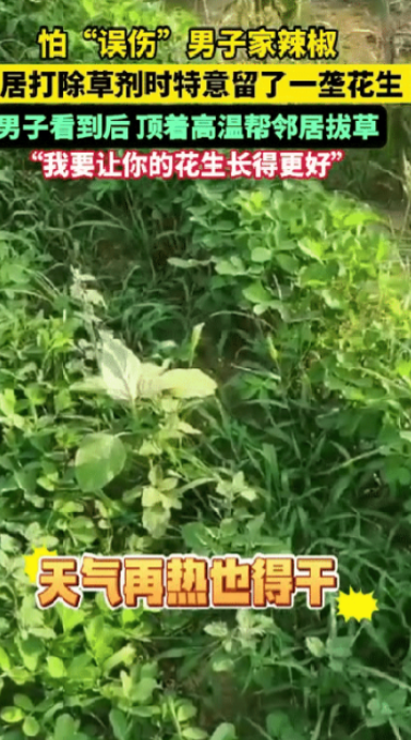 “有格局！”7月8河南，男子去地里看种的辣椒，途中竟然发现邻居喷除草剂，他顿感不