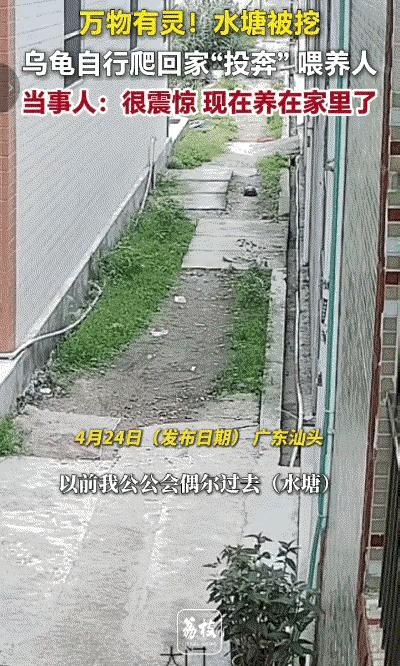 科学都解释不清了。近日，广东汕头一只野生乌龟从废弃废墟中爬出，它从未踏足过人类